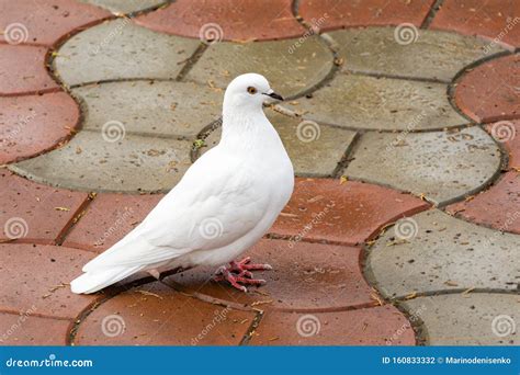 Beautiful White Dove Dove Of Peace On The Wet Road Domestic Pigeon