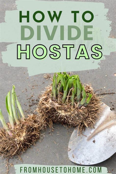 Hosta Care The Ultimate Guide To Planting And Growing Plaintain Lilies