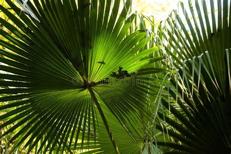 Hojas De Livistona Chinensis Es Una Especie De Palmera Subtropical