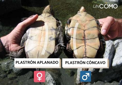 Como Saber Si La Tortuga Es Macho O Hembra Arsveterinaria