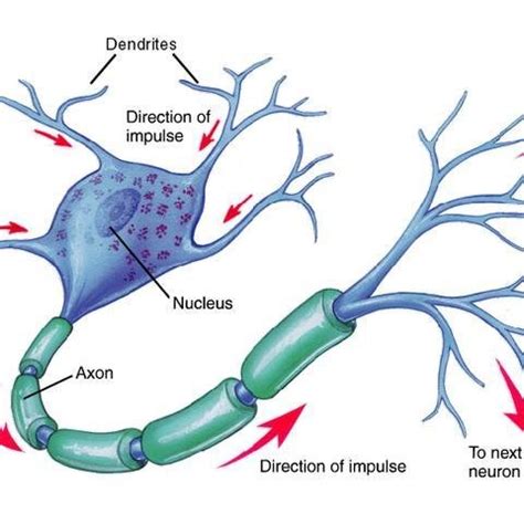 An Artificial Neuron | Download Scientific Diagram