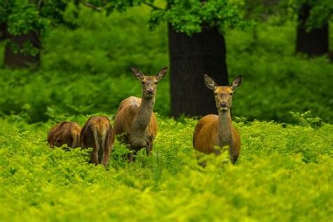 Selva seca características flora y fauna