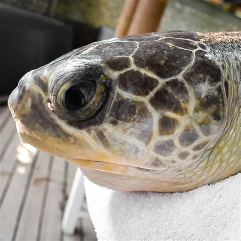 BURRITA Turtle Rescue Rehabilitation In The Maldives