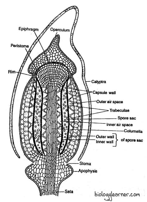 Polytrichum Distribution Structure Reproduction