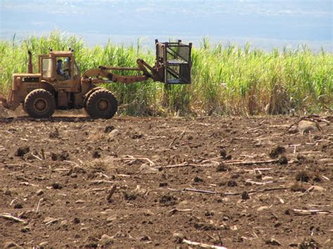 Hawaii's Last Sugar Plantation to Close - NBC News