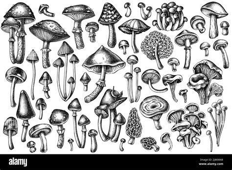 Forest Mushrooms Vintage Vector Illustrations Collection Black And White Mushrooms Fly Agaric