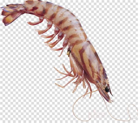 Transparent Krill Clipart Shrimp Clip Art 海 虾 图片 900x800 Png Download