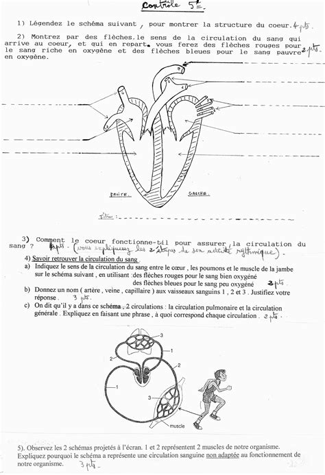 Evaluation Svt 5eme Circulation Sanguine