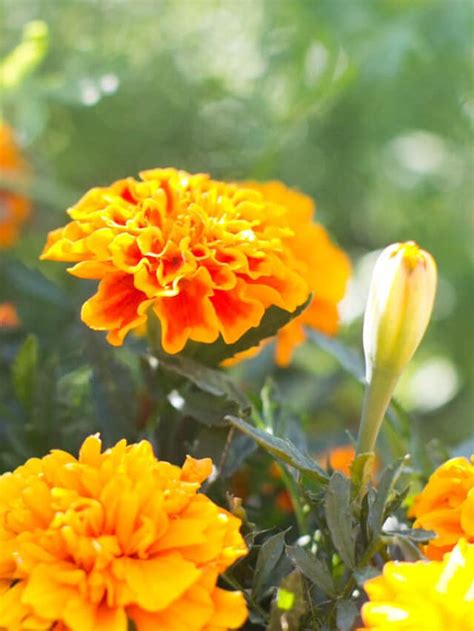 How To Save Marigold Seeds For Next Year Green Garden Cottage