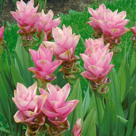 Curcuma Alismatifolia Chaingmai Pink Aloha Tropicals