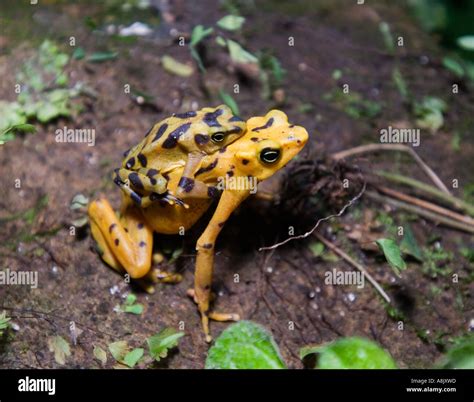 Panamanian Golden Frog Atelopus Zetecki Male On Back Of Female Mating