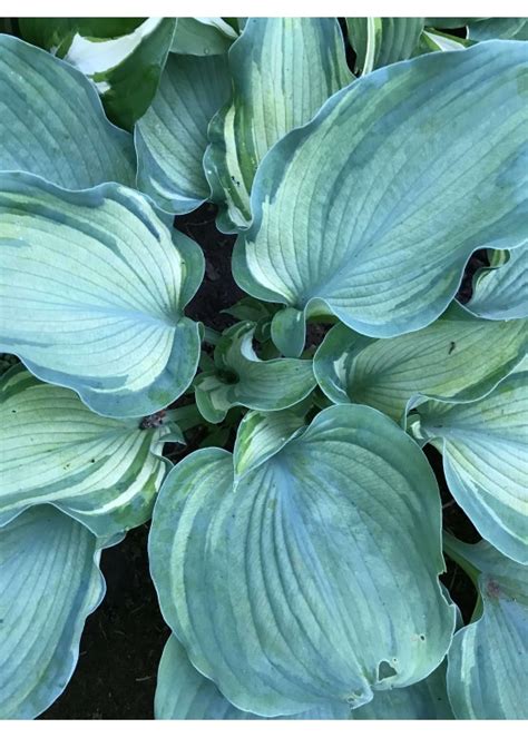 Guardian Angel ( Гардиан Энджел)