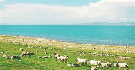 Qinghai Lake, Kokonor Lake, Qinghaihu Bird Island