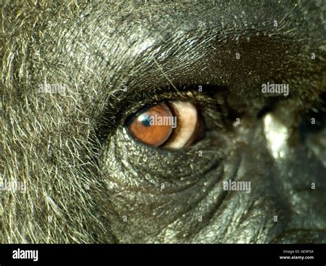 close    gorilla  eye stock photo alamy