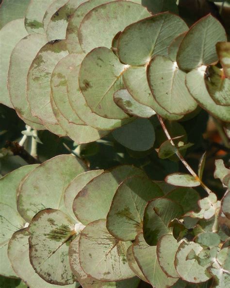 Eukalyptus Pflege 123zimmerpflanzen