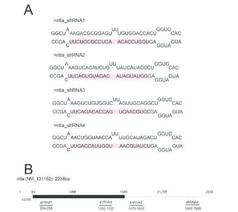 Figure S2 The Design Of MiR ShRNAs Targeting Ntla A The Sequences Of