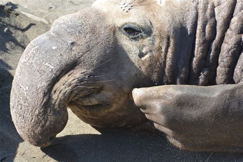 Just an old elephant seal, or something more sinister? - Nature Talk ...