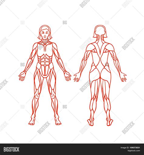 Anatomy Female Vector & Photo (Free Trial) | Bigstock