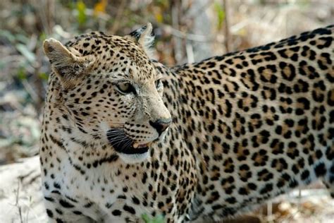 Leopard Swiftly Attacks Huge Snake In Viral Video | IBTimes