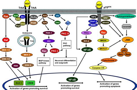 Major Ngf Signaling Pathways In Neurons Signals Emanating From Ngf