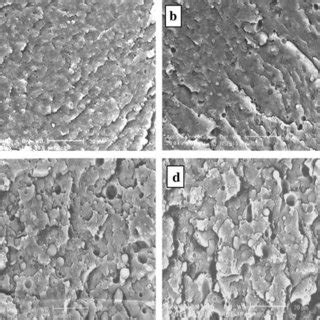 SEM Micrographs Of Cryo Fractured Surface Of PET PP Blends Prepared