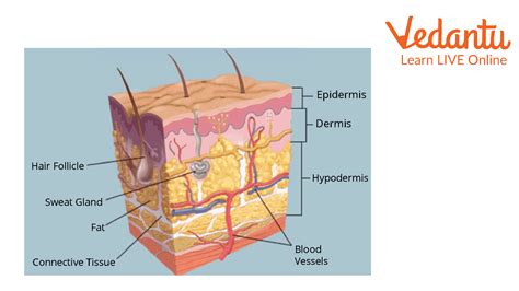 Skin Composition Learn Definition Facts And Examples