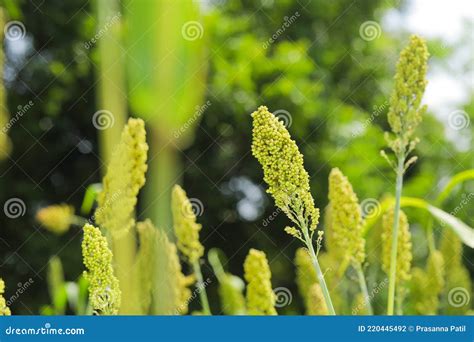 Jowar Grain Or Sorghum Crop Farm Over Blue Sky Background Stock Photo