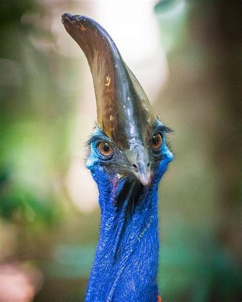 If There S One Bird That Really Knows How To Work The Camera It S The Southern Cassowary You