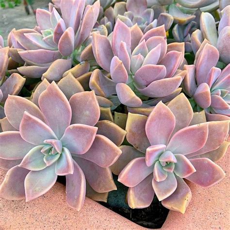 Ghost Plant Graptopetalum Paraguayense Ghost Plant Succulents