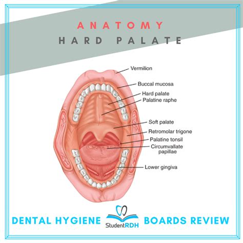 Raphe Anatomy Anatomy Book