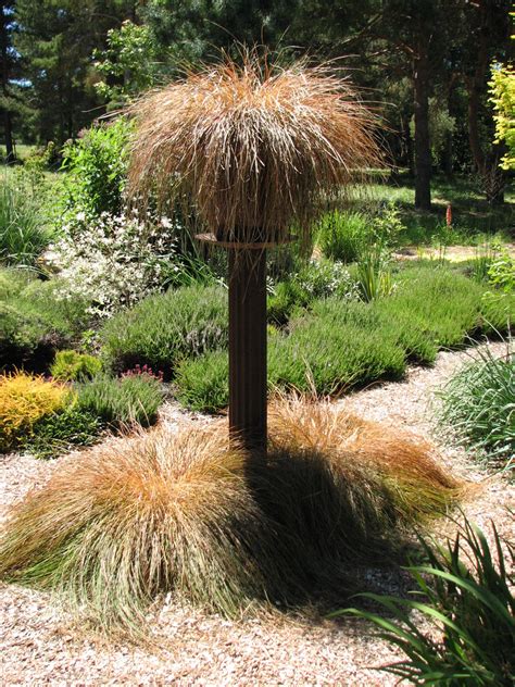 Carex testacea | Plants, Plant combinations, Garden