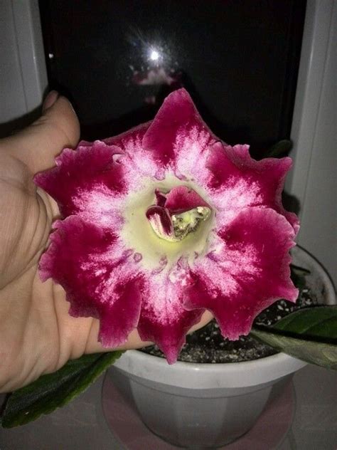 глоксинии | Комнатные растения, Комнатные цветы, Растения