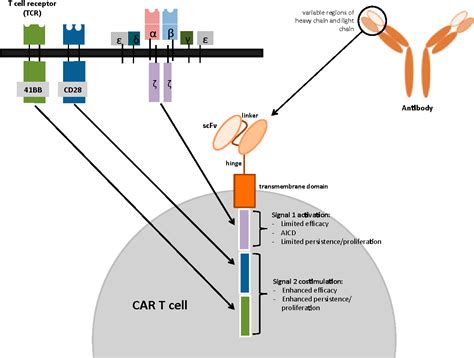 Figure From Chimeric Antigen Receptor Car T Cell Therapy For