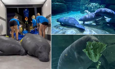 How Three Tiny Orphaned Baby Manatees Found Swimming Alone In Florida