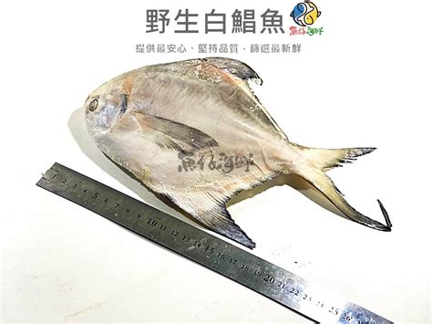 【魚仔海鮮】－野生白鯧魚／300 400g／印尼白鯧魚／野生白鯧／白鯧／白鯧魚／正白鯧／年菜／船凍／海鮮 Yahoo奇摩拍賣