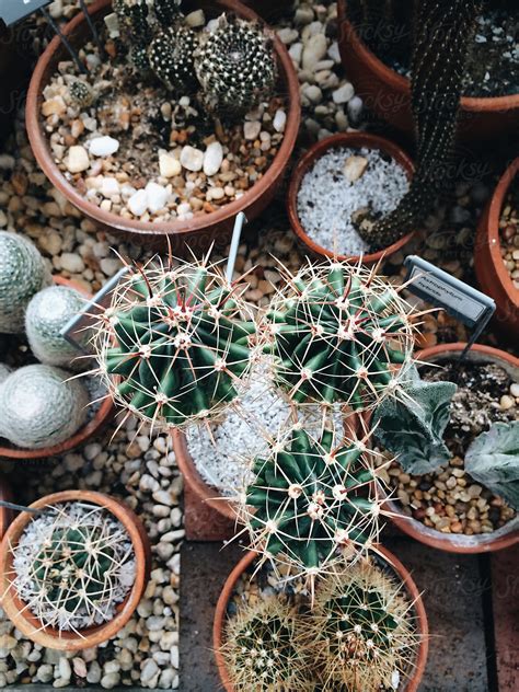 "Plants In Greenhouse" by Stocksy Contributor "Jesse Morrow" - Stocksy