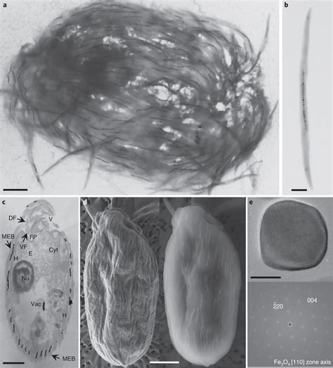 Electron microscopy images of the magnetic protist sampled in the... | Download Scientific Diagram