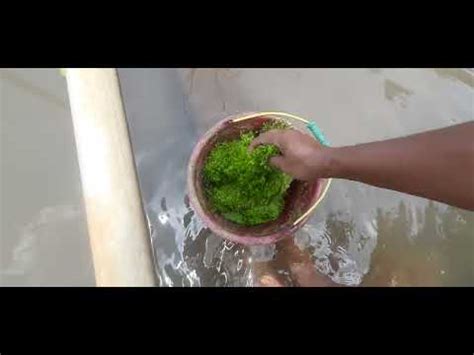 Azolla Pakan Ikan Alternatif YouTube