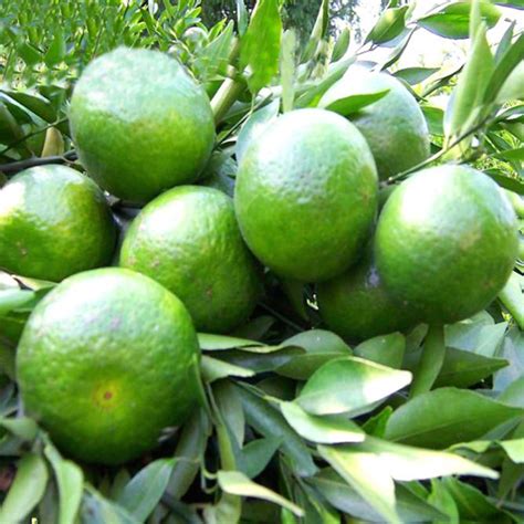 Green Mandarin Fruit Tree Seeds — USA Garden Center