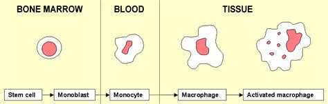 Unactivated macrophage