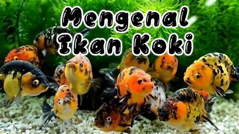 Indah Dan Menawan Jenis Ikan Koki Tercantik Youtube