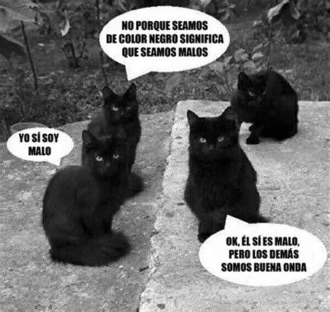 Gatos Meme Subido Por Picachito Memedroid