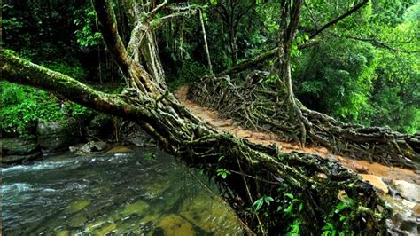 A Marvel of Nature; Living Root Bridges of Meghalaya - Goats On Road