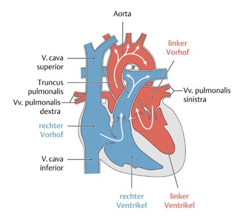 Elektrophysiologie Des Herzens Karteikarten Quizlet