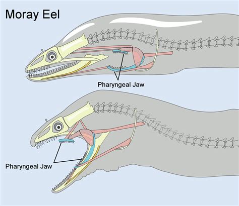 ملف:Pharyngeal jaws of moray eels.svg - المعرفة