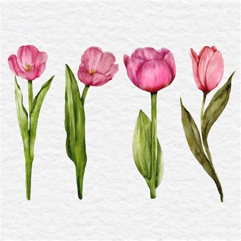 Conjunto De Cole O De Elementos De Flor De Tulipa Rosa Aquarela