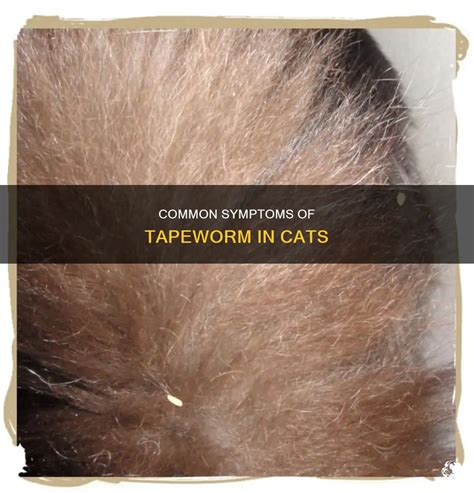 Common Symptoms Of Tapeworm In Cats Petshun