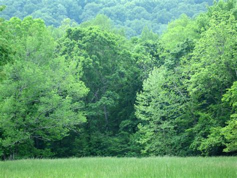 Red-banded Hairstreak - Alabama Butterfly Atlas