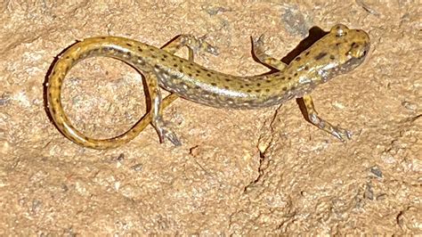 Long Tailed Salamander