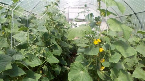 Как вырастить огурцы в теплице: полный гайд с советами для начинающих и ...